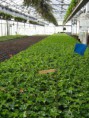 /album/galerie-de-photos-diaporama-des-entreprises-horticoles/serre-4-1-jpg/